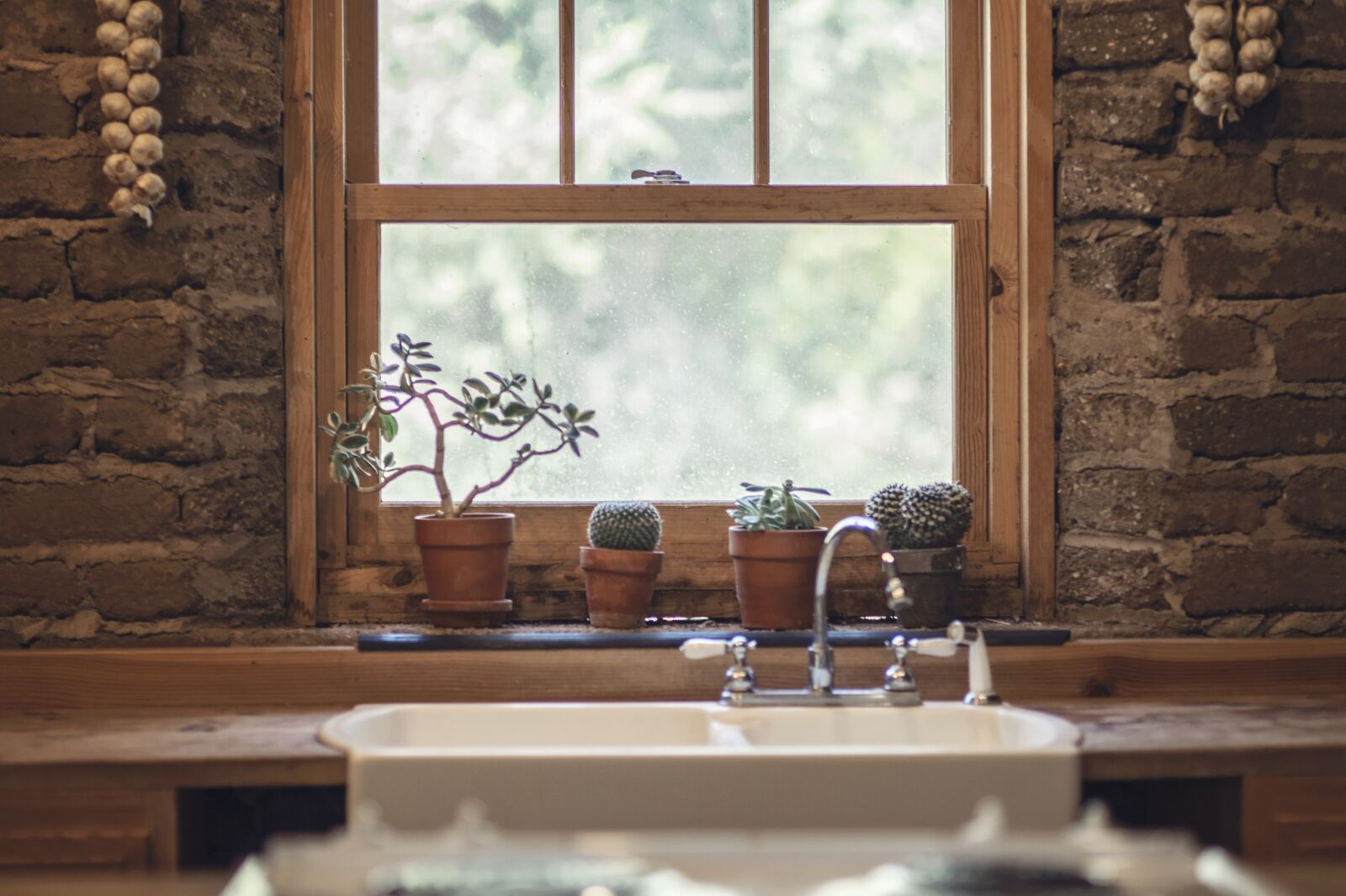 Nikon D750 sample photo. Garlic, cactus, window photography