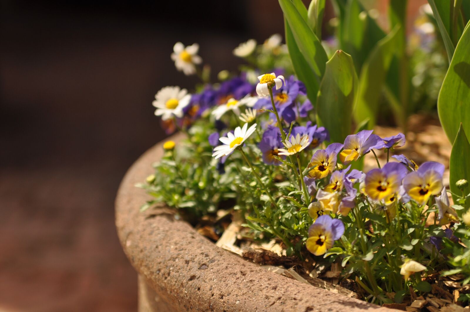 Nikon D90 sample photo. Seeds, flower, nature photography