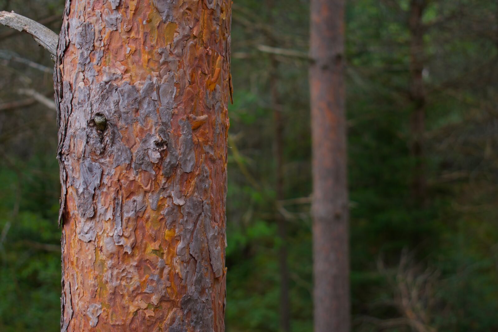 Nikon D3400 sample photo. Adirondacks, forest, nature photography