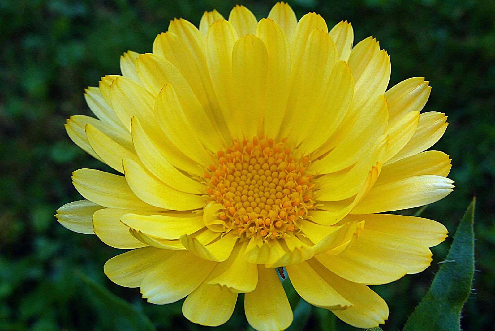 Samsung WB750 sample photo. Marigold, flower, yellow photography