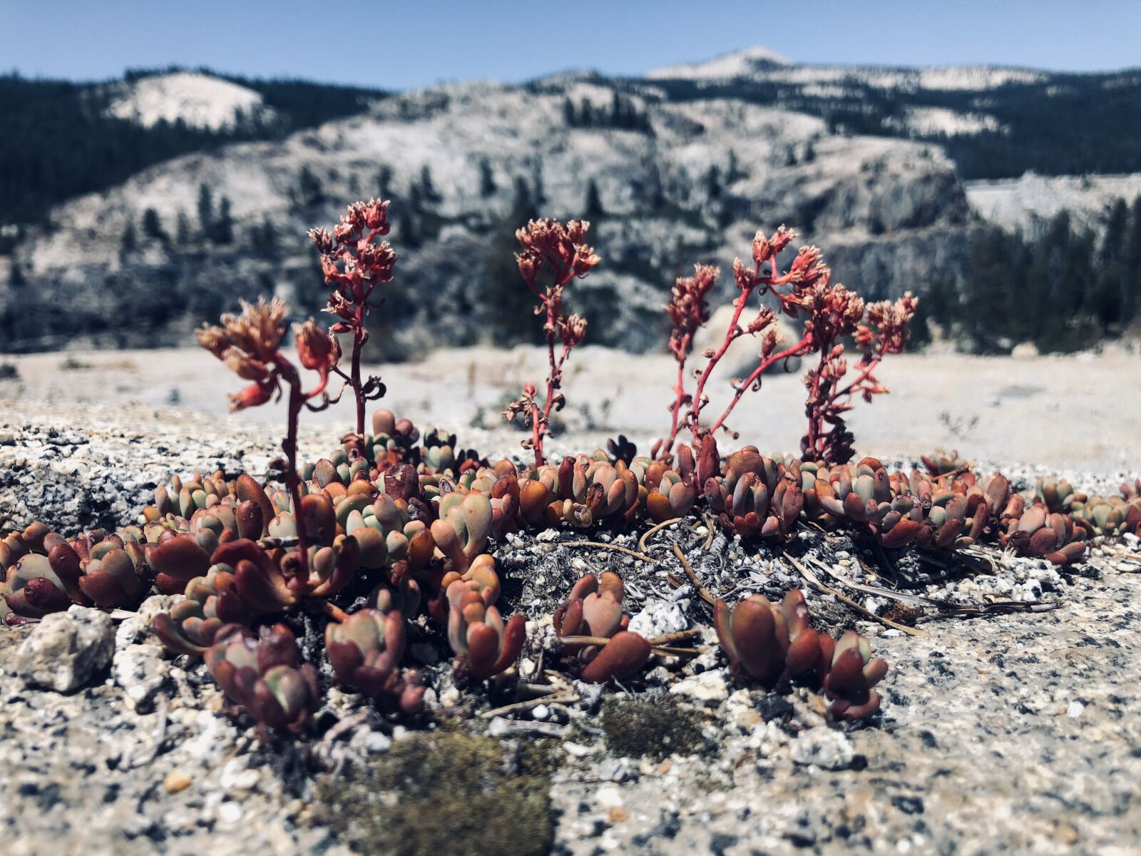 Apple iPhone 8 sample photo. Sierras, granite, mountain photography