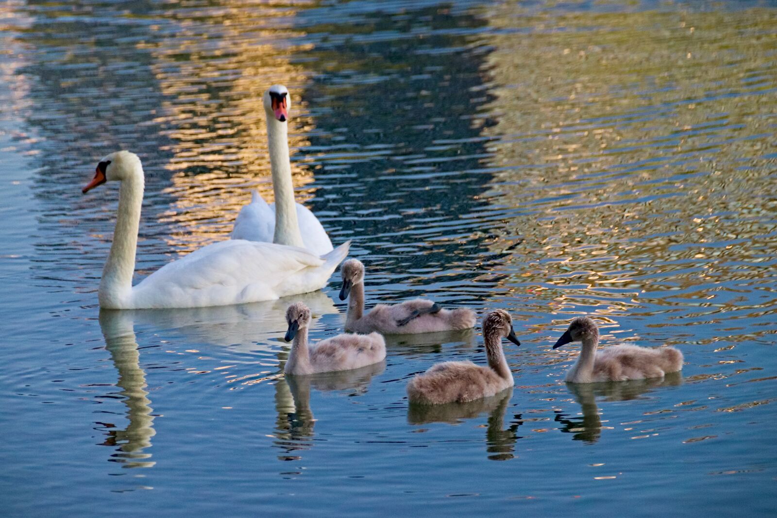 Canon EOS 77D (EOS 9000D / EOS 770D) sample photo. Swans, family, brood photography
