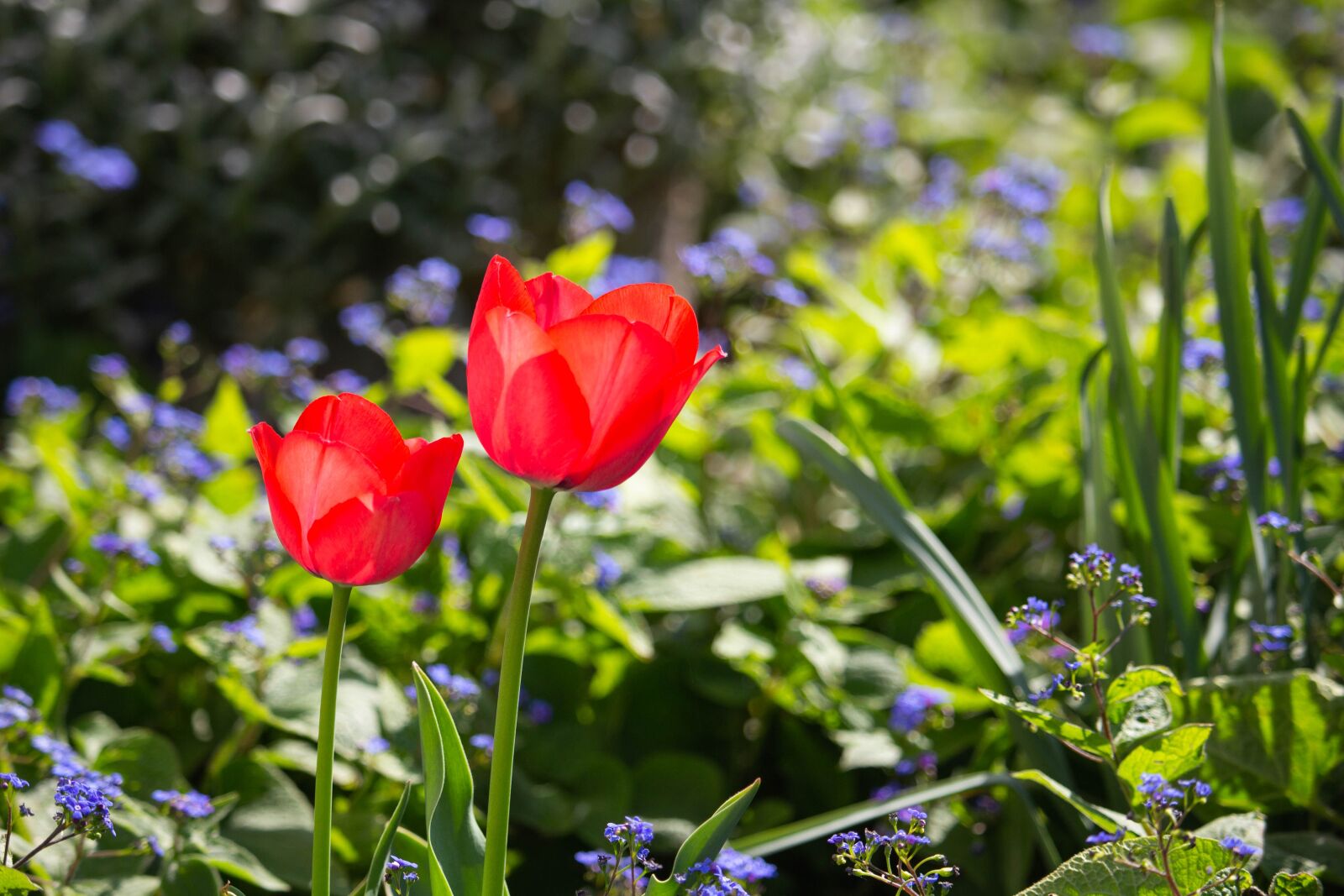 Canon EOS 100D (EOS Rebel SL1 / EOS Kiss X7) sample photo. Tulips, flowers, spring photography