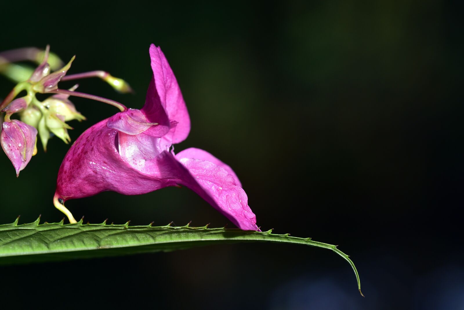 Nikon D750 sample photo. Indian springkraut, indian, balsam photography