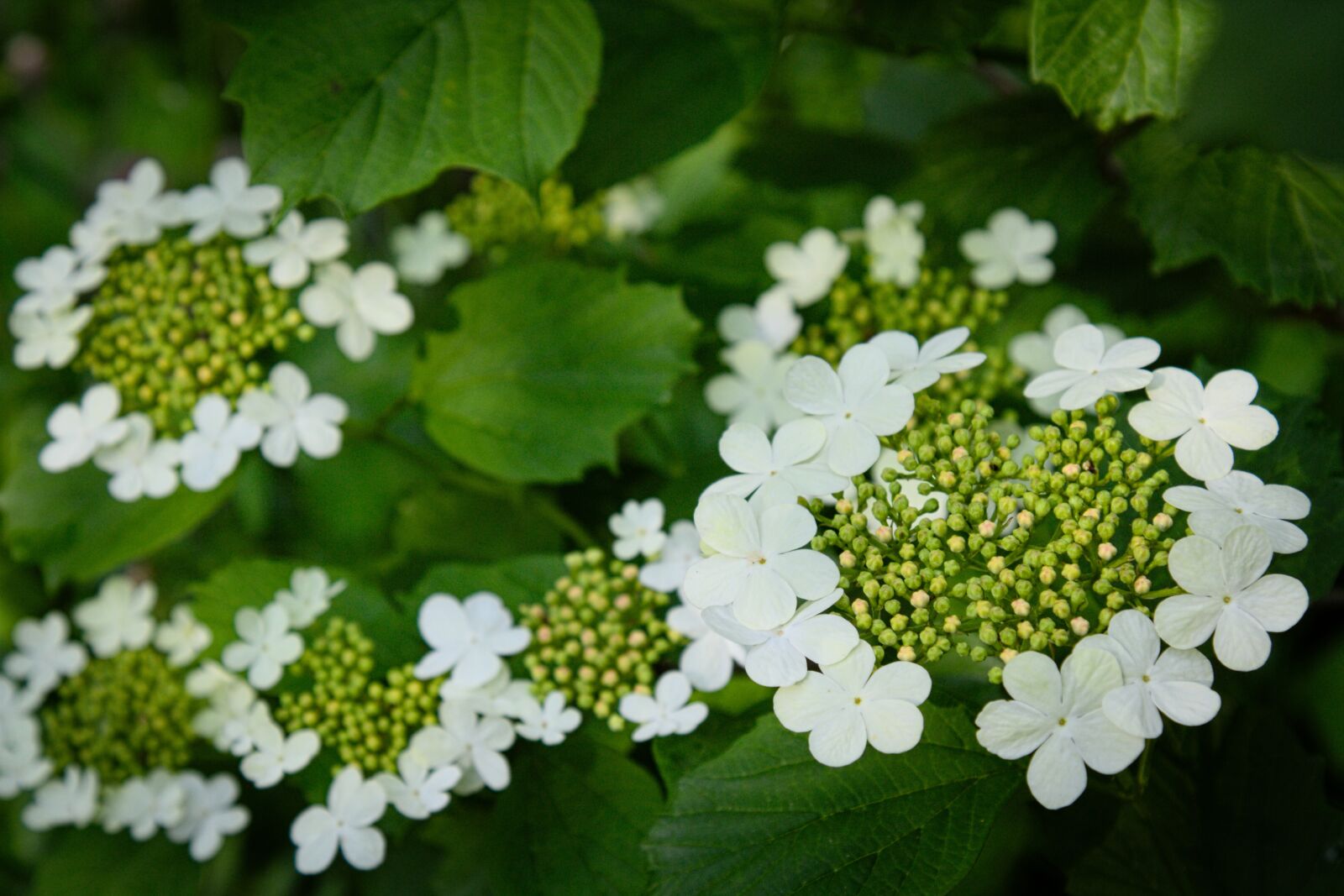 Canon EOS 7D sample photo. Nature, summer, bloom photography