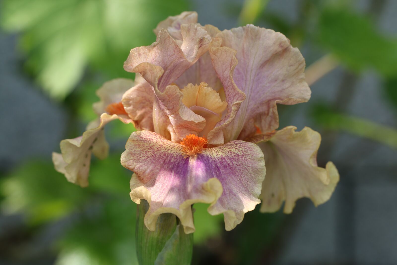 Canon EOS 70D sample photo. Iris, bulb, flowering photography