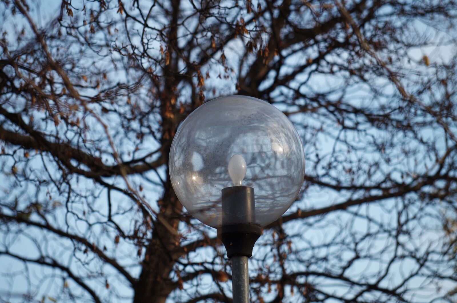Pentax K-500 sample photo. Light, lamp, tree photography