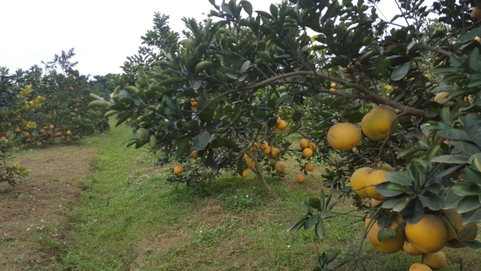 Samsung Galaxy S6 sample photo. Nature, natural, grapefruit photography
