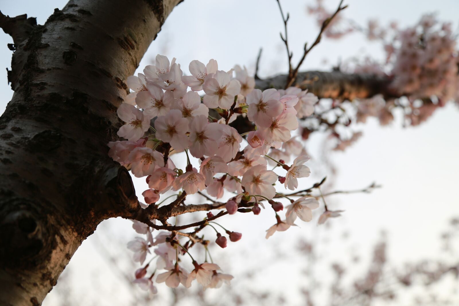 Canon EOS 6D + Canon EF 24-105mm F4L IS USM sample photo. Wood, quarter, season photography