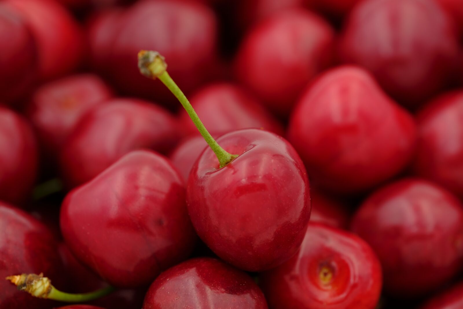 Fujifilm X-T2 + Fujifilm XF 80mm F2.8 R LM OIS WR Macro sample photo. Cherry, sweet cherry, bird photography