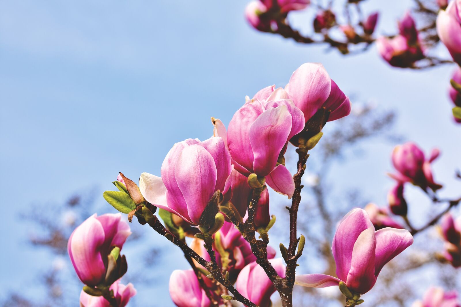 Nikon D7200 sample photo. Magnolia, magnolia tree, flowers photography