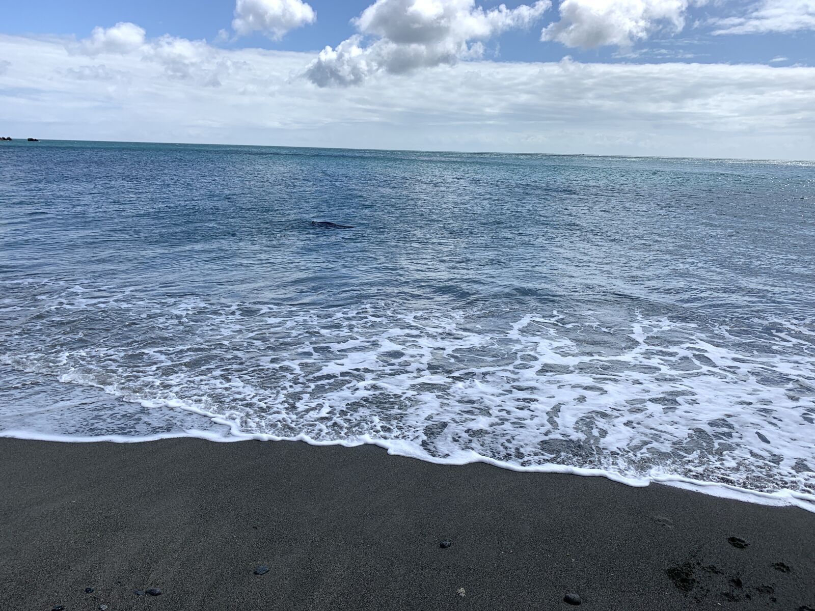 Apple iPhone XR sample photo. Sea, seal, beach photography