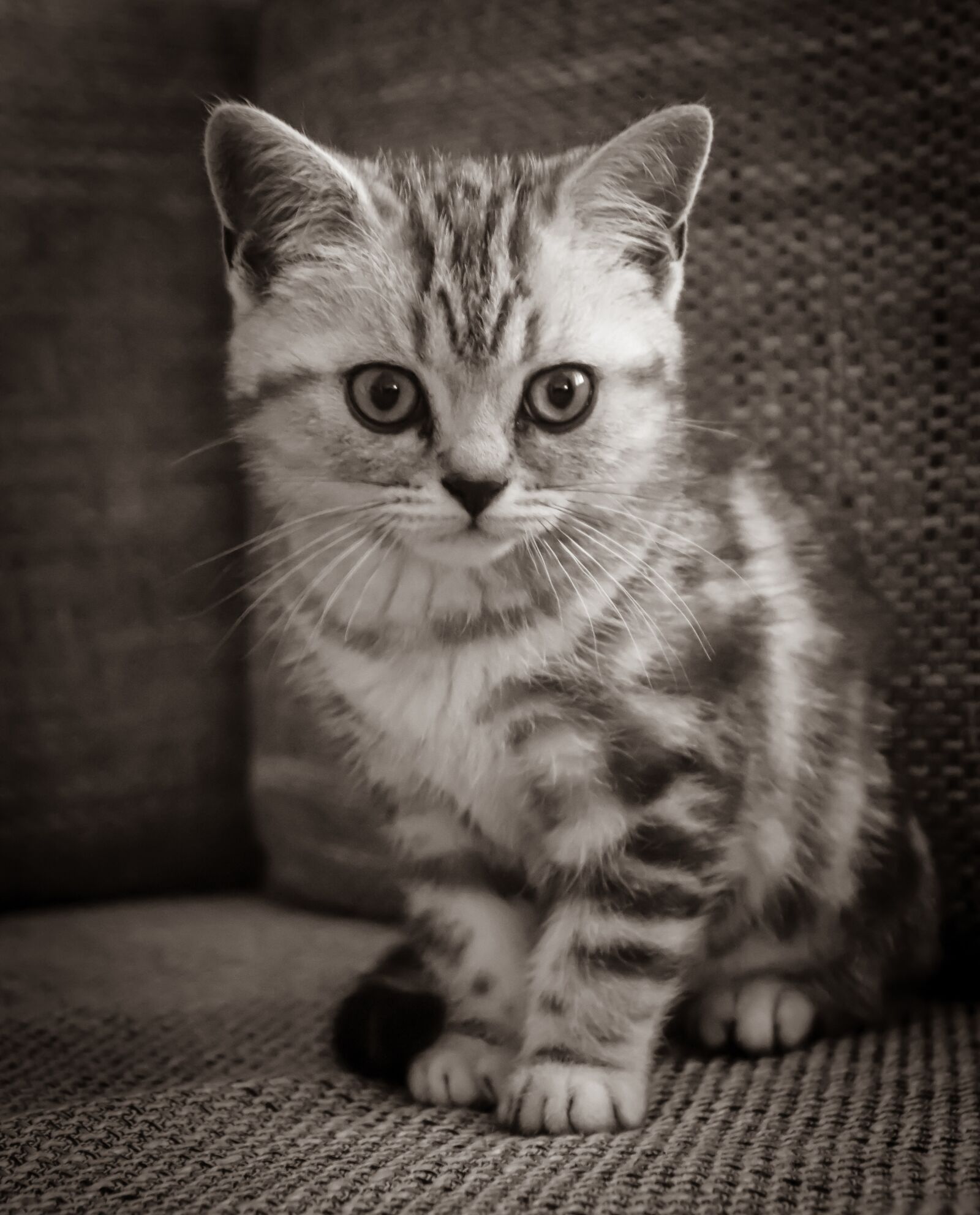 Canon EOS 200D (EOS Rebel SL2 / EOS Kiss X9) sample photo. Cat, kitten, cat baby photography