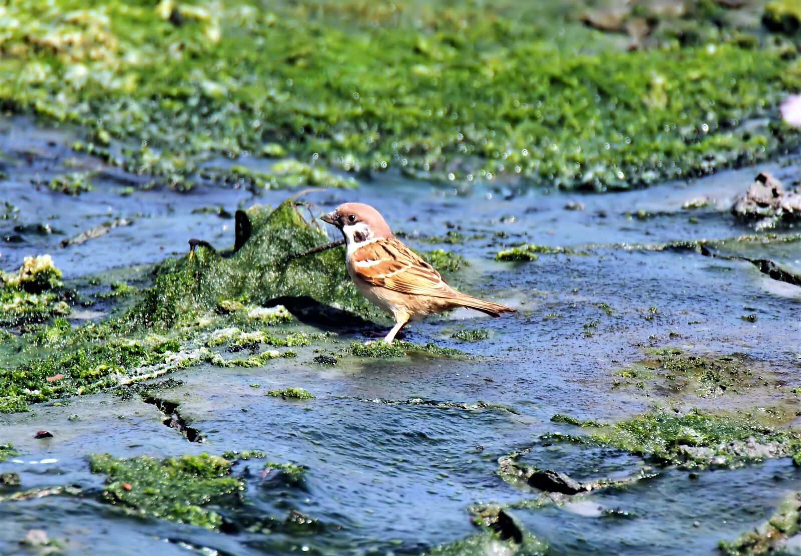 Olympus OM-D E-M1 sample photo. Small, bird, eurasian photography
