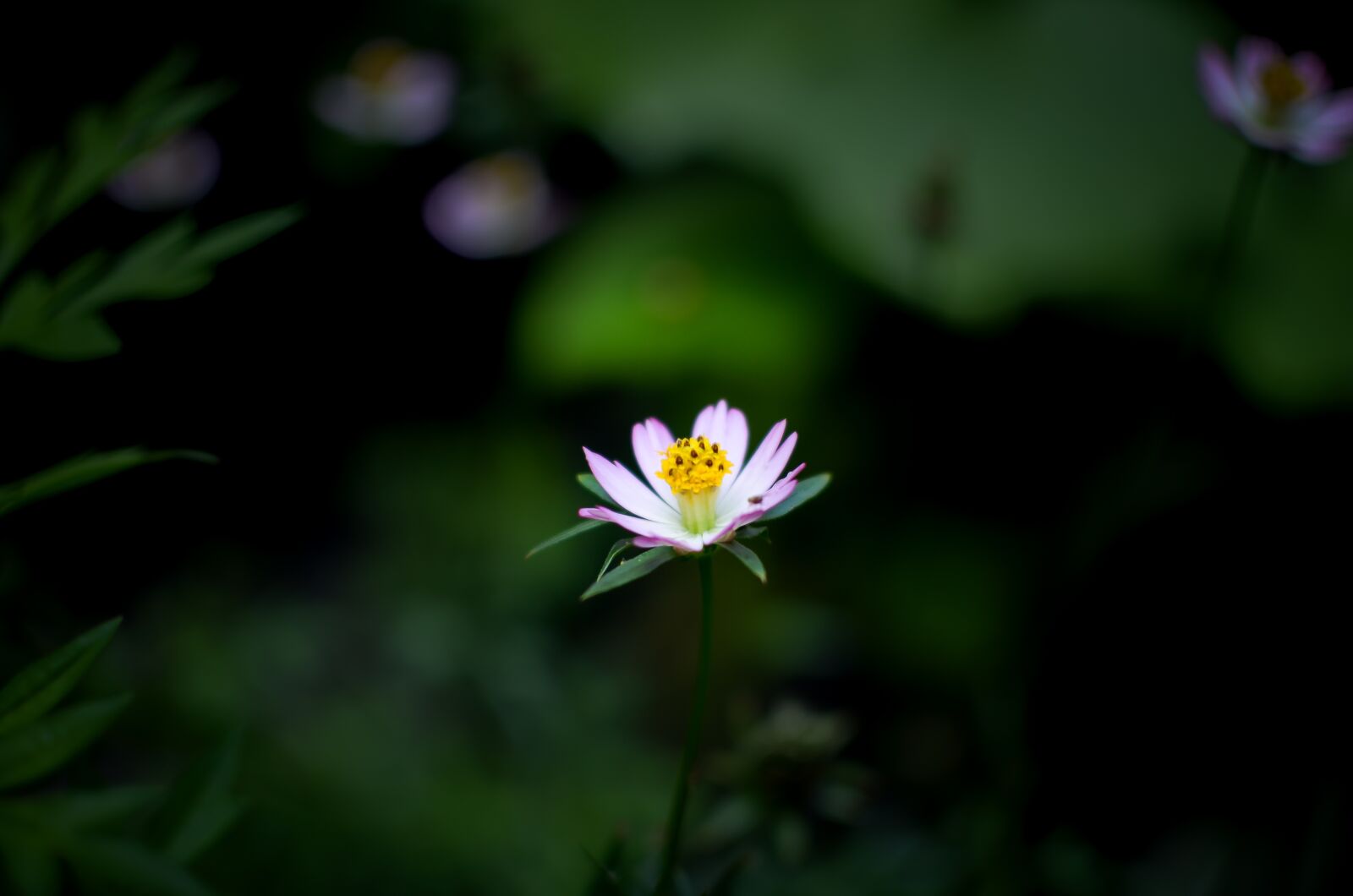 Nikon D5100 sample photo. Flower, beautiful flowers, plant photography