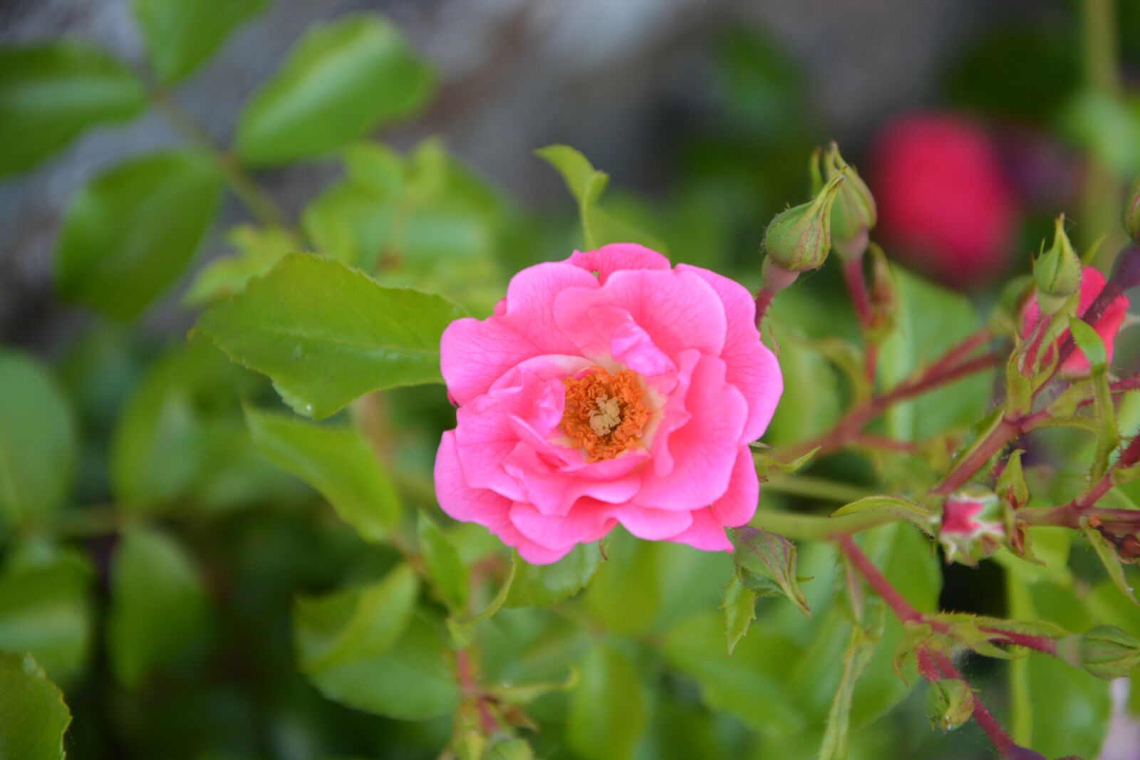 Nikon D5200 sample photo. Rose bud, rosebush, pink photography
