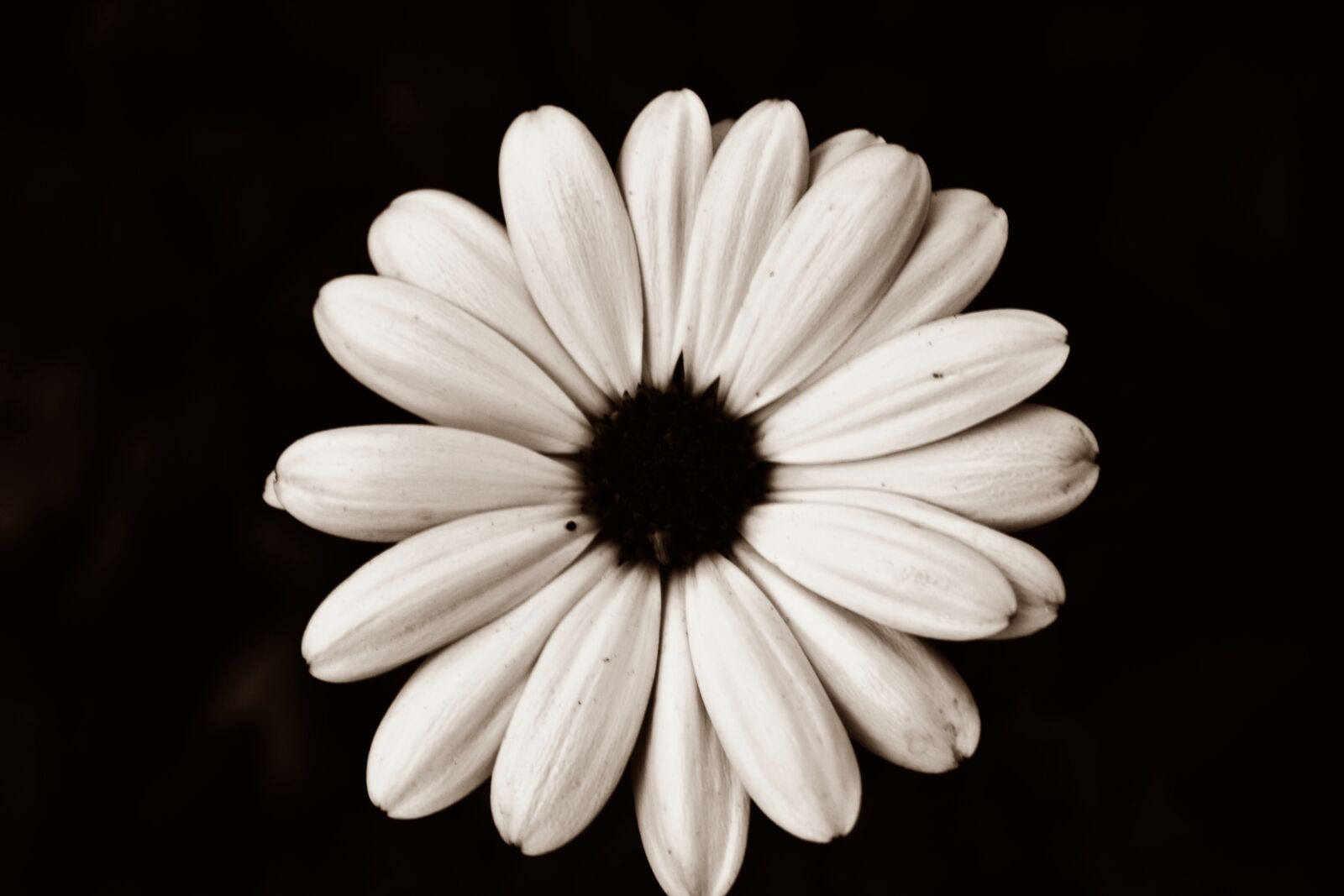 Nikon D3100 sample photo. Flower, white, white flower photography