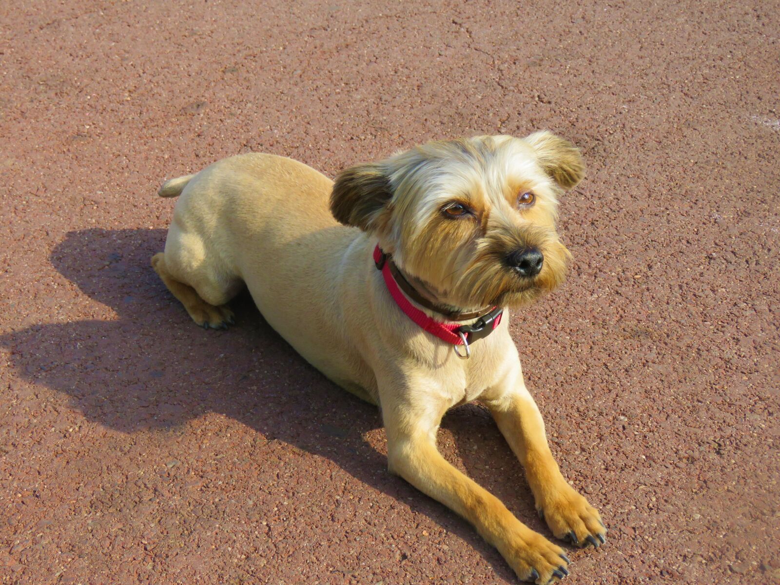Canon PowerShot SX60 HS sample photo. Dog, care, pet photography