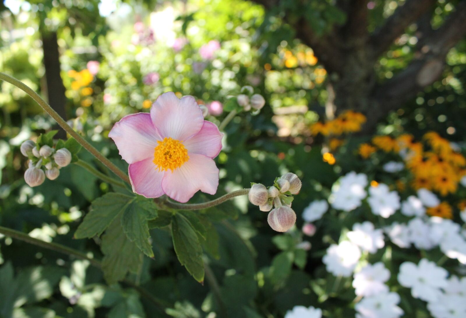 Canon EOS 1100D (EOS Rebel T3 / EOS Kiss X50) sample photo. Flower, blossom, botanical photography