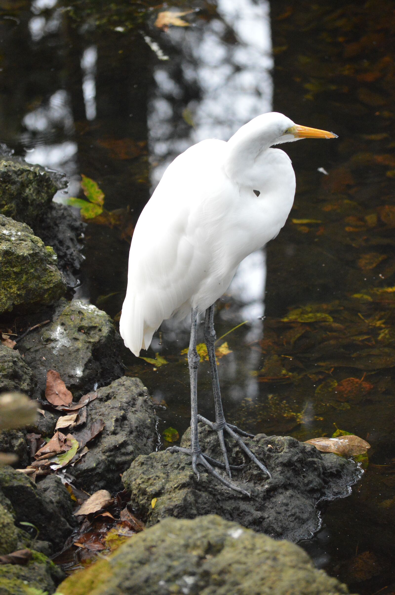 Nikon D3200 sample photo. Egret, bird, water photography