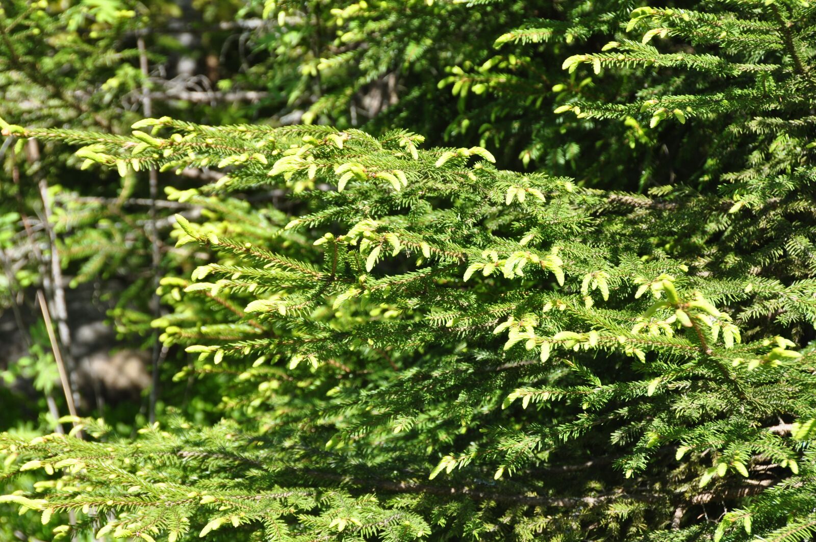 Nikon D90 sample photo. Spruce bud, nature, forrest photography