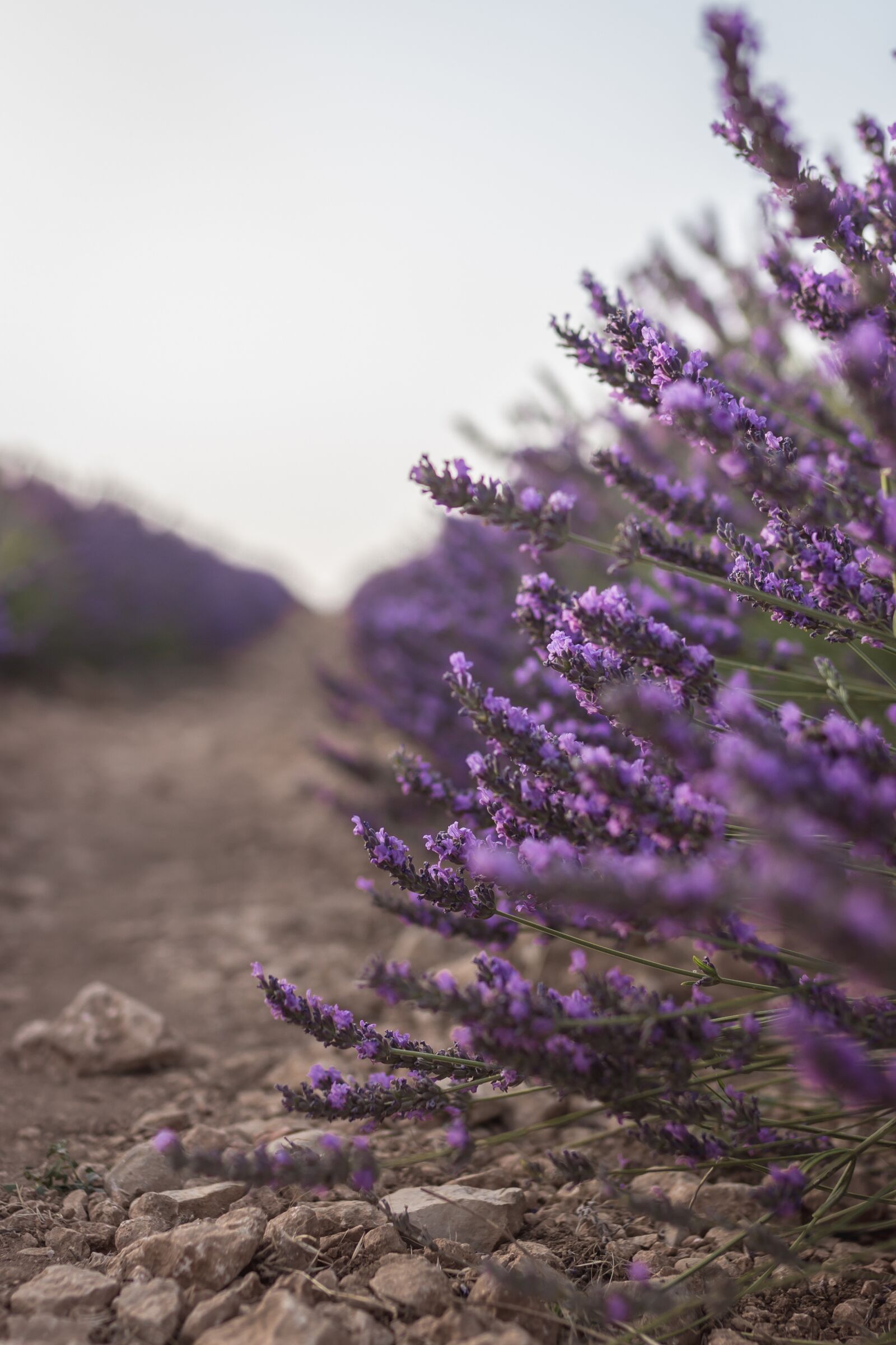 Canon EOS 600D (Rebel EOS T3i / EOS Kiss X5) sample photo. Lavender, plant, brihuega photography