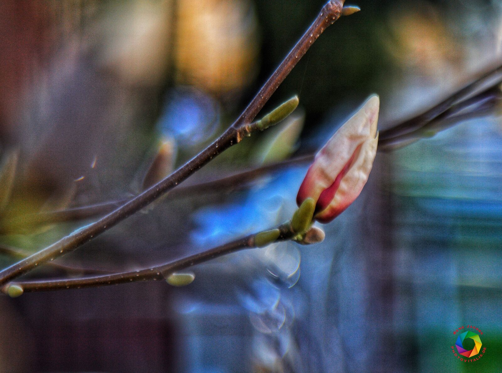 Canon EOS 7D sample photo. Magnolia, spring photography