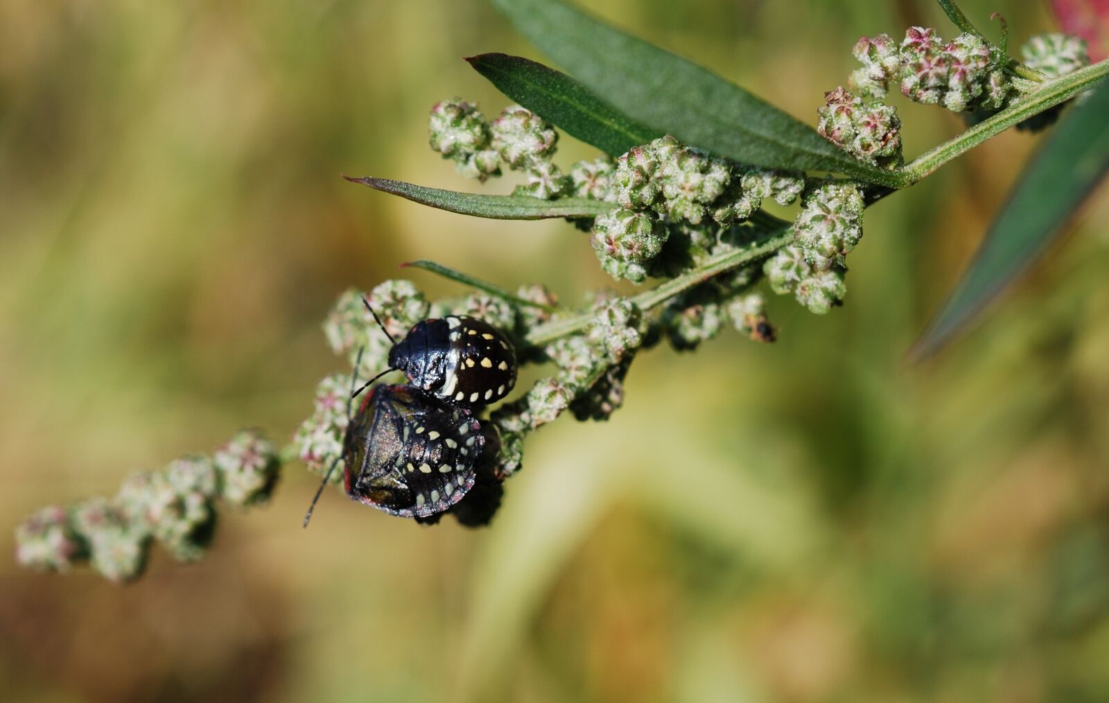 Nikon D60 sample photo. Beetle, insect, black photography