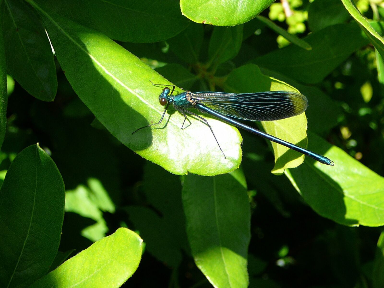Panasonic DMC-TZ1 sample photo. Dragonfly, leaf, insect photography
