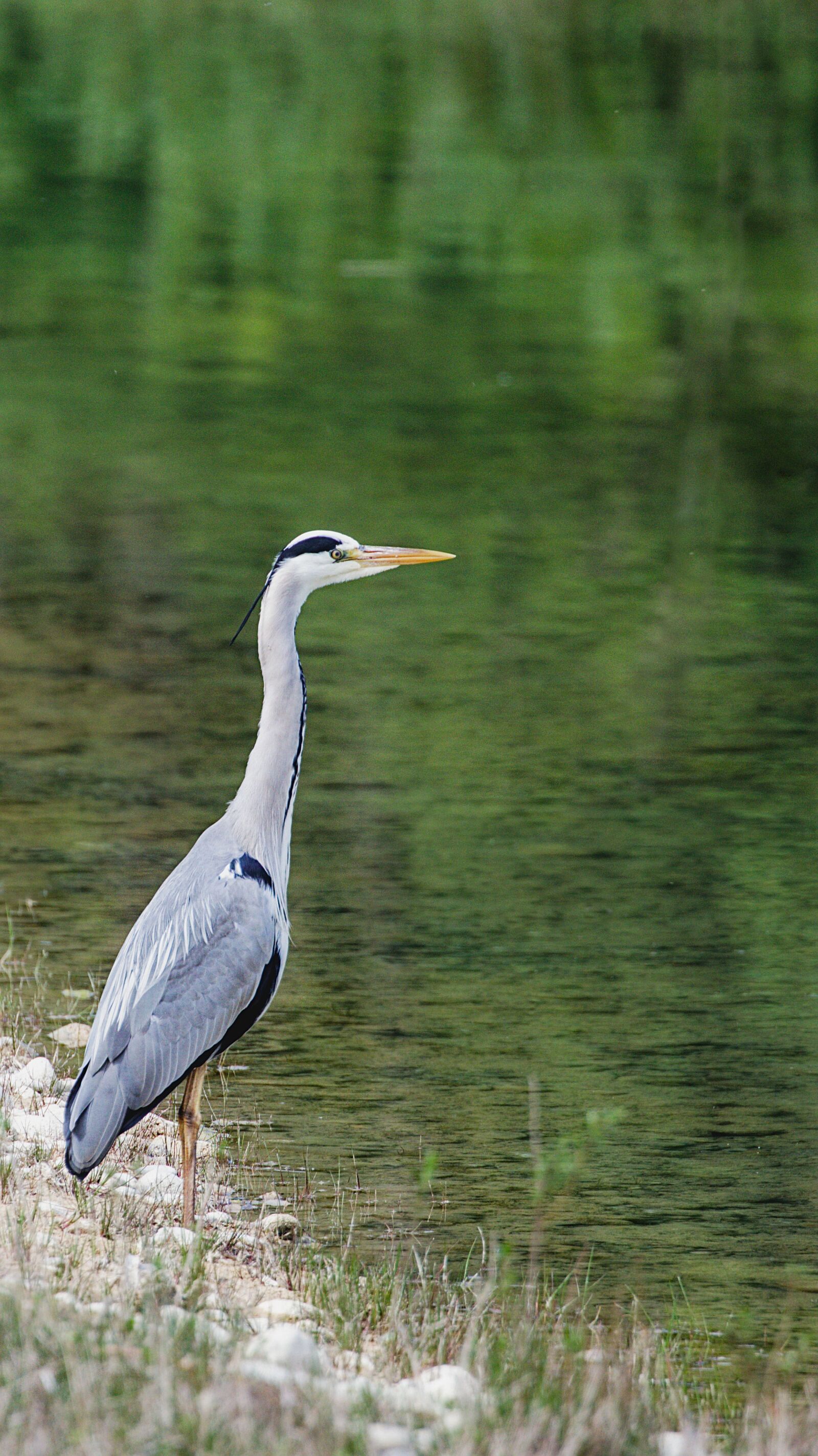 Canon EOS M5 sample photo. Grey heron, bird, pond photography