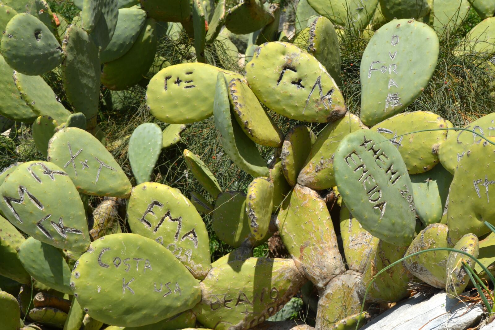 Nikon D5100 sample photo. Cactus, prickly photography
