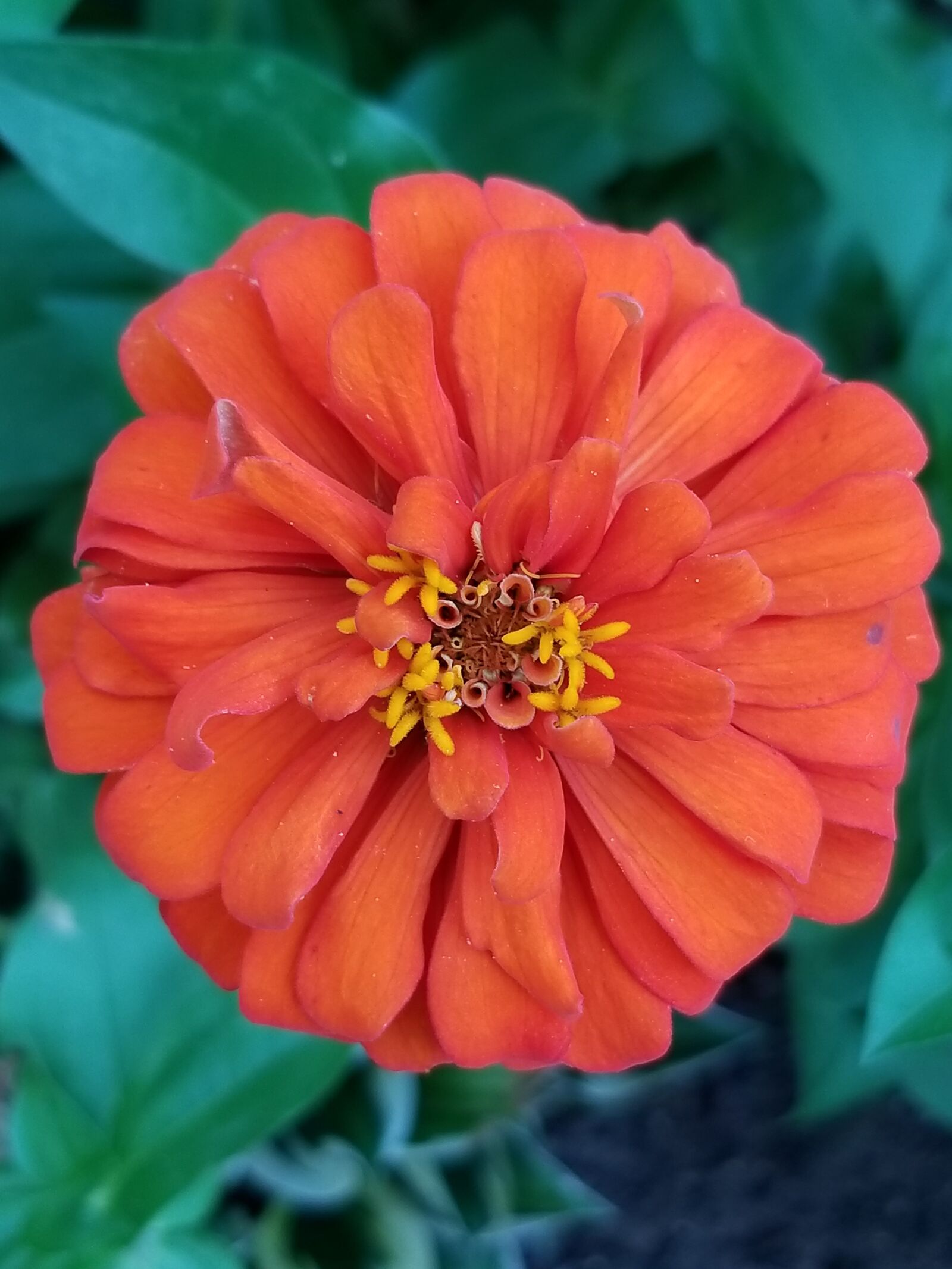 Samsung Galaxy S8+ sample photo. Nature, spring, colorful photography