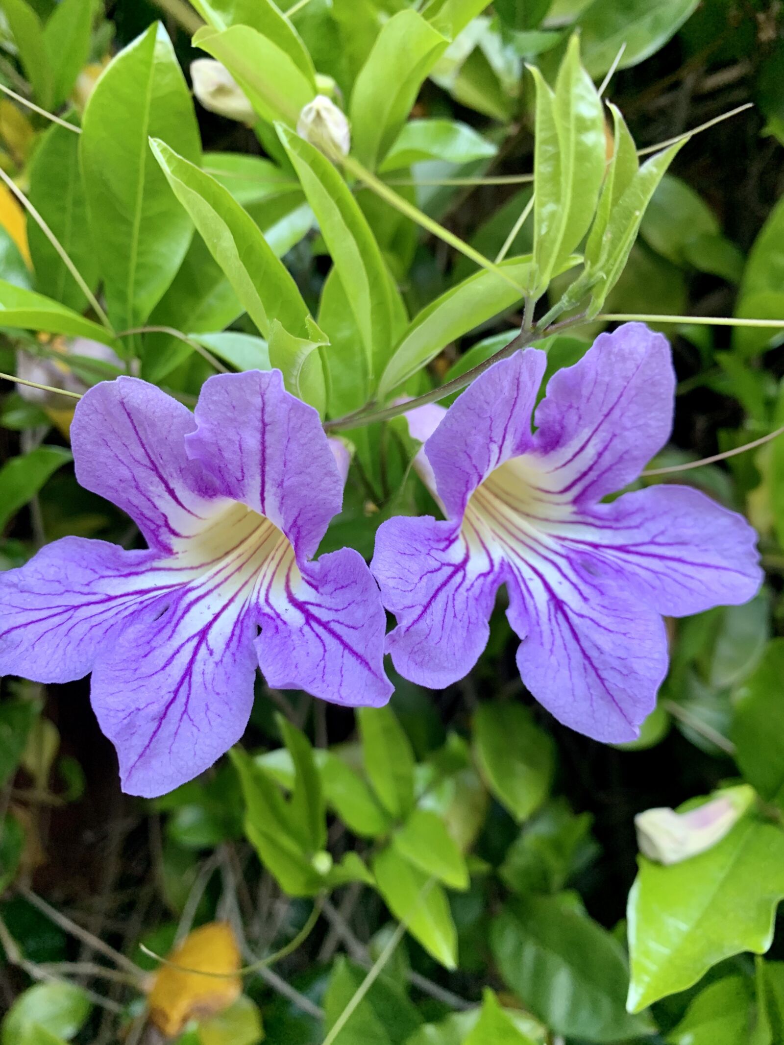 Apple iPhone XS Max sample photo. Purple flowers, vines, nature photography