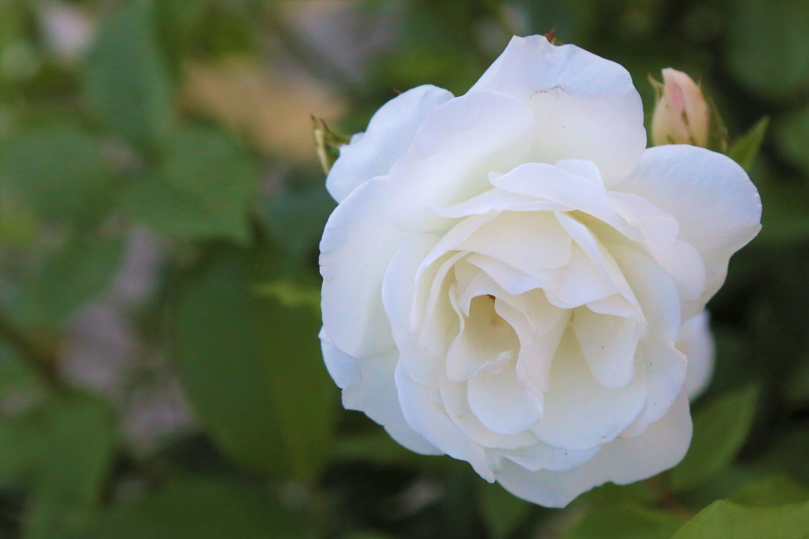 Canon EF 24-105mm F4L IS USM sample photo. Rose, spring, nature photography