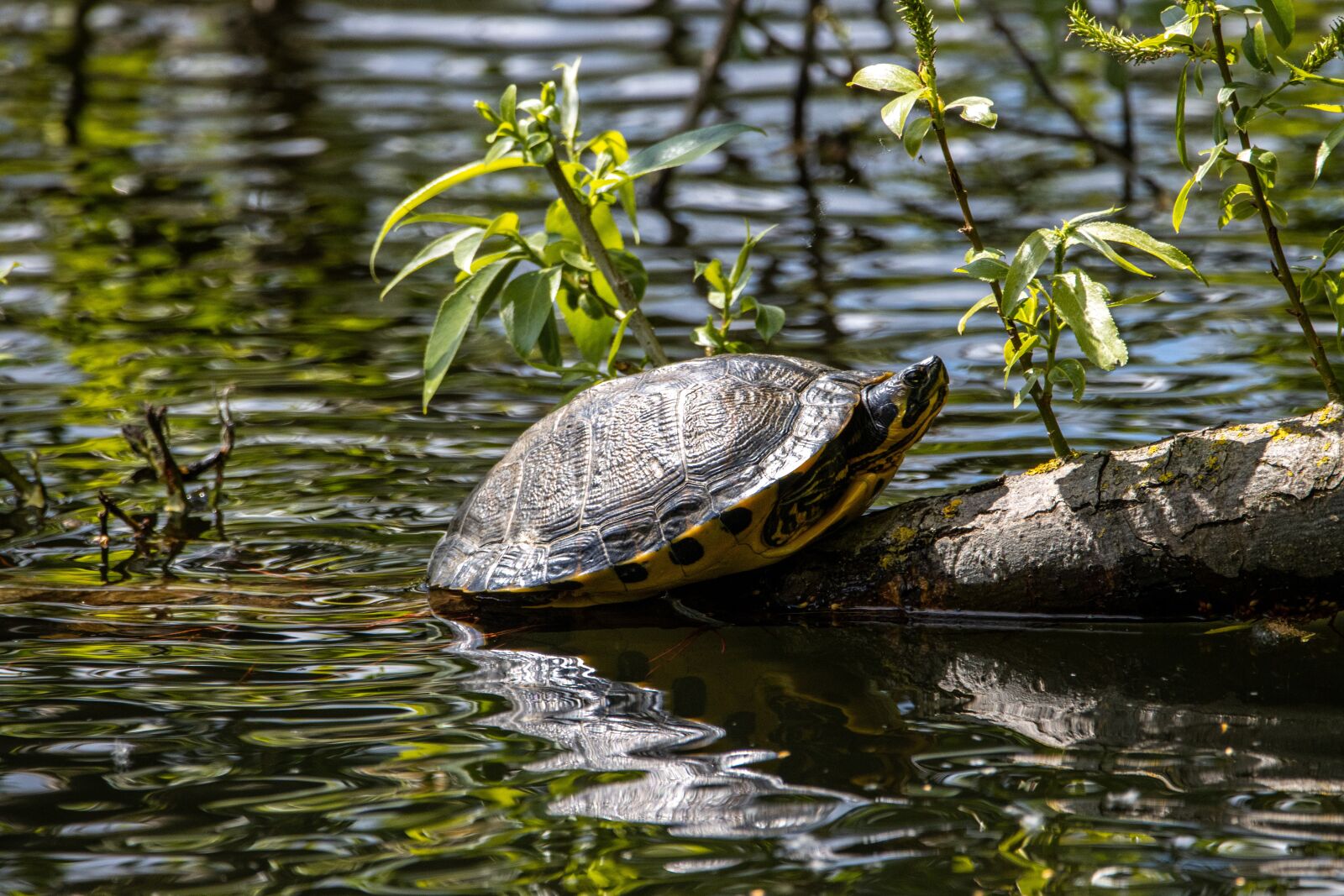 150-600mm F5-6.3 DG OS HSM | Contemporary 015 sample photo. Turtle, sun, water photography
