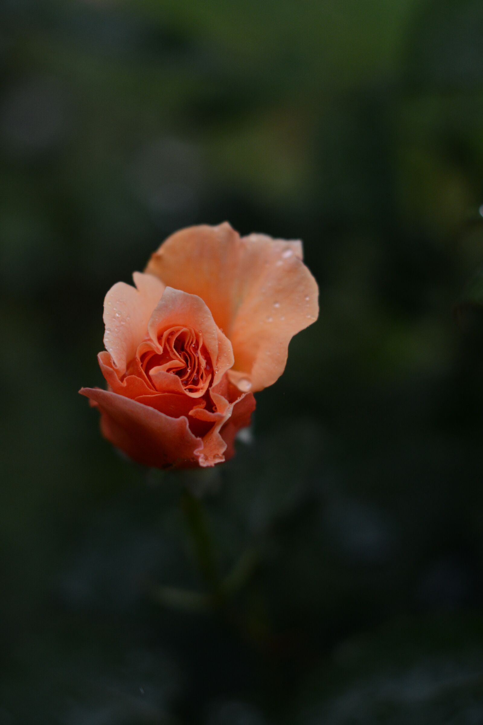 Nikon D7100 sample photo. Peach, rose, flower photography