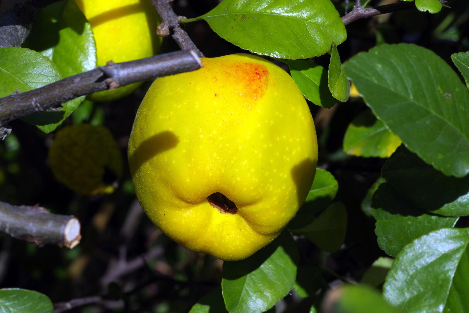 Pentax K-S2 sample photo. Quince, chaenomeles, fruit photography