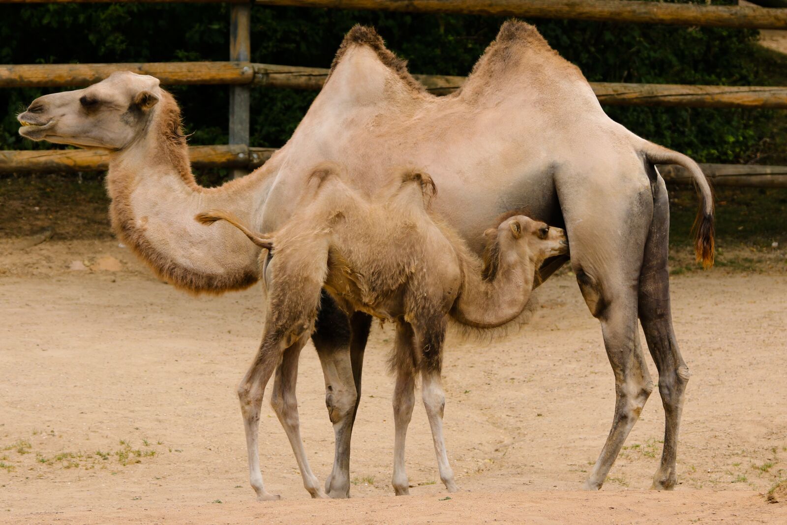 Canon EOS 70D + Tamron SP 150-600mm F5-6.3 Di VC USD sample photo. Animal world, camel, foal photography