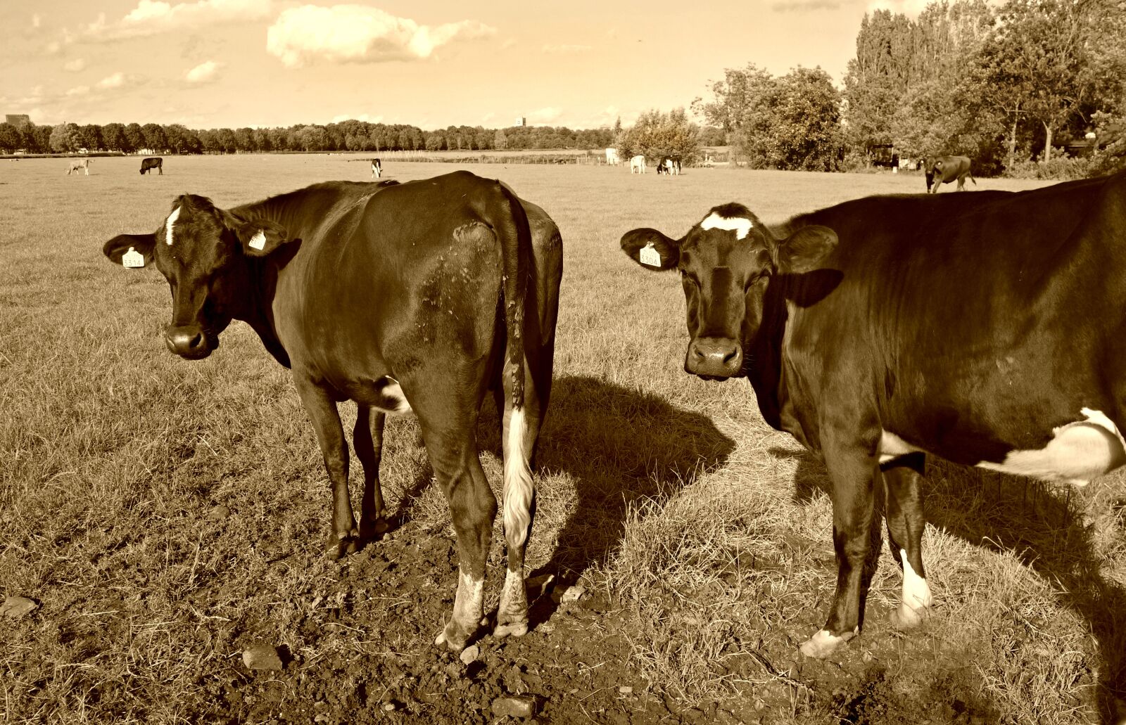 Sony Cyber-shot DSC-RX100 sample photo. Cow, cattle, livestock photography