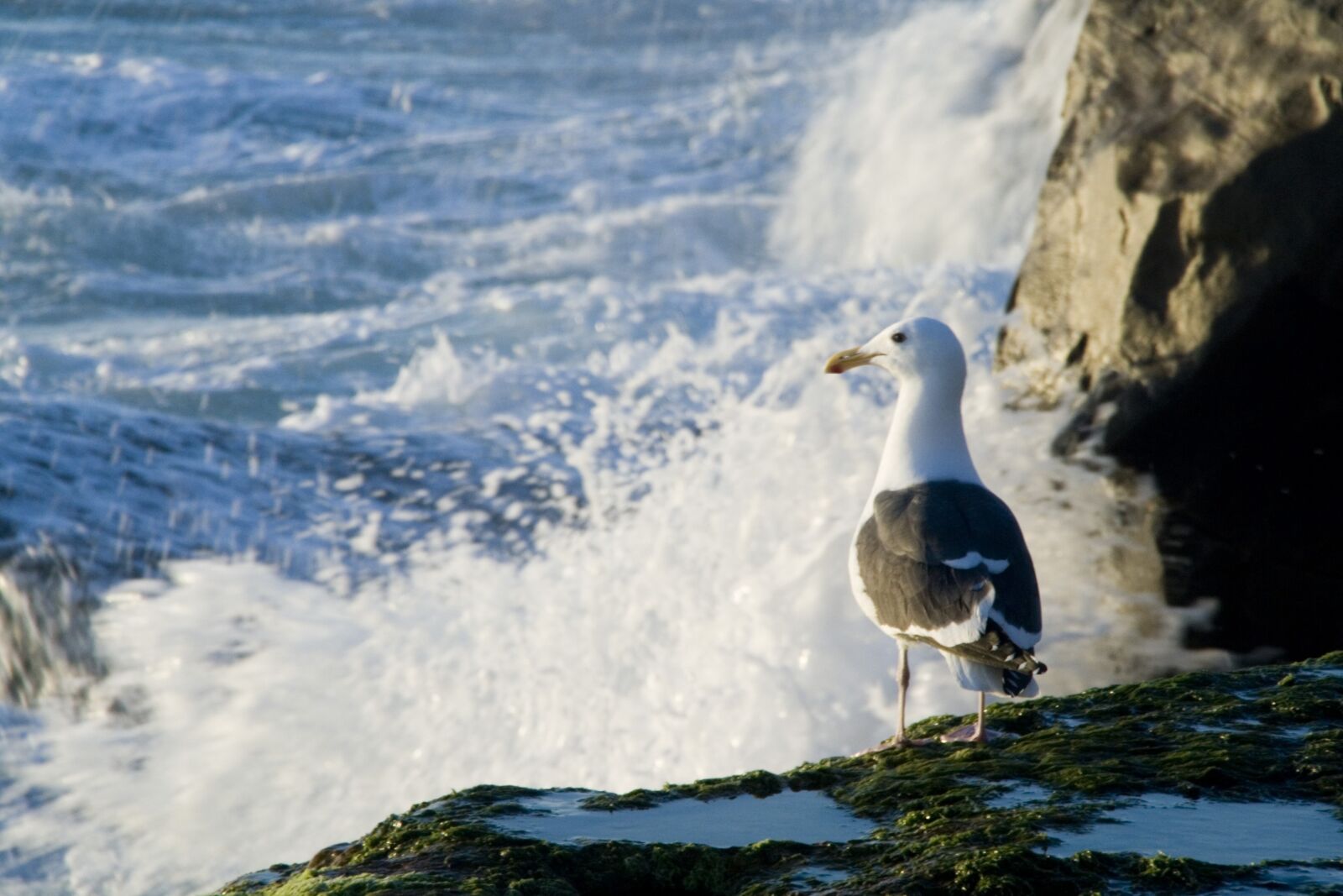 Canon EOS 1000D (EOS Digital Rebel XS / EOS Kiss F) sample photo. Gull, sea, bird photography