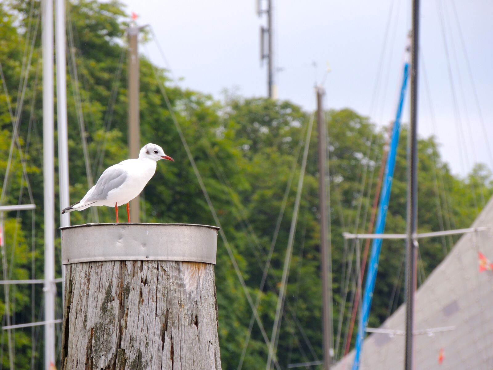 Nikon Coolpix P510 sample photo. Seagull, bird, lake constance photography