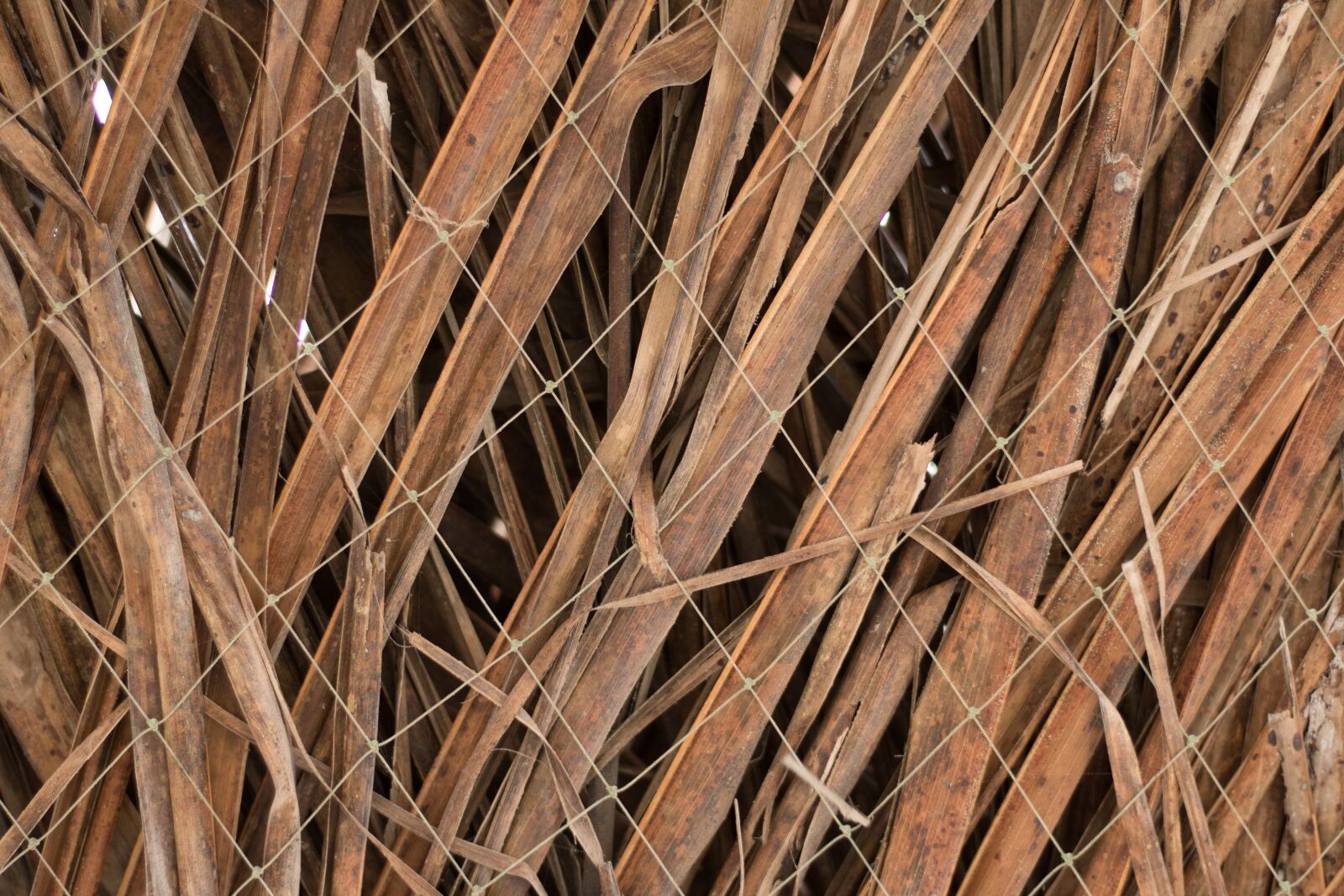 Canon EOS 750D (EOS Rebel T6i / EOS Kiss X8i) sample photo. Texture, leaves, wiring photography