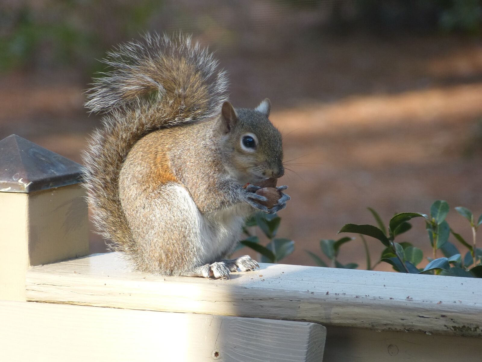 Panasonic Lumix DMC-FZ150 sample photo. Squirrel, nature, wildlife photography