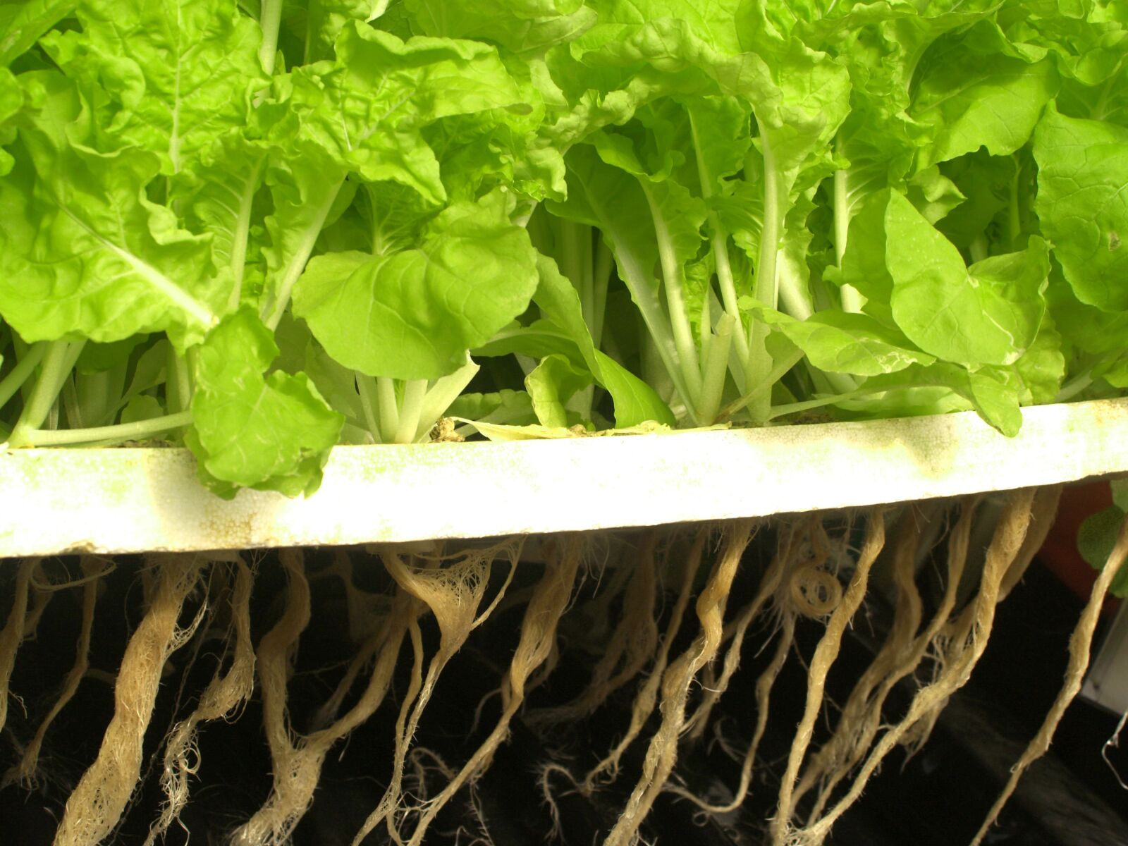 Olympus E-300 (EVOLT E-300) sample photo. Farm, market, hydroponic photography