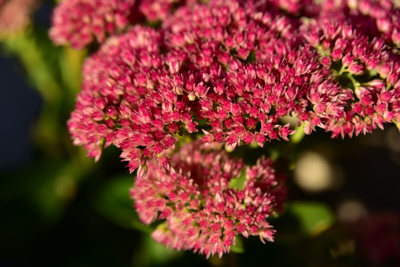 Nikon D750 sample photo. Fat hen, blossom, bloom photography