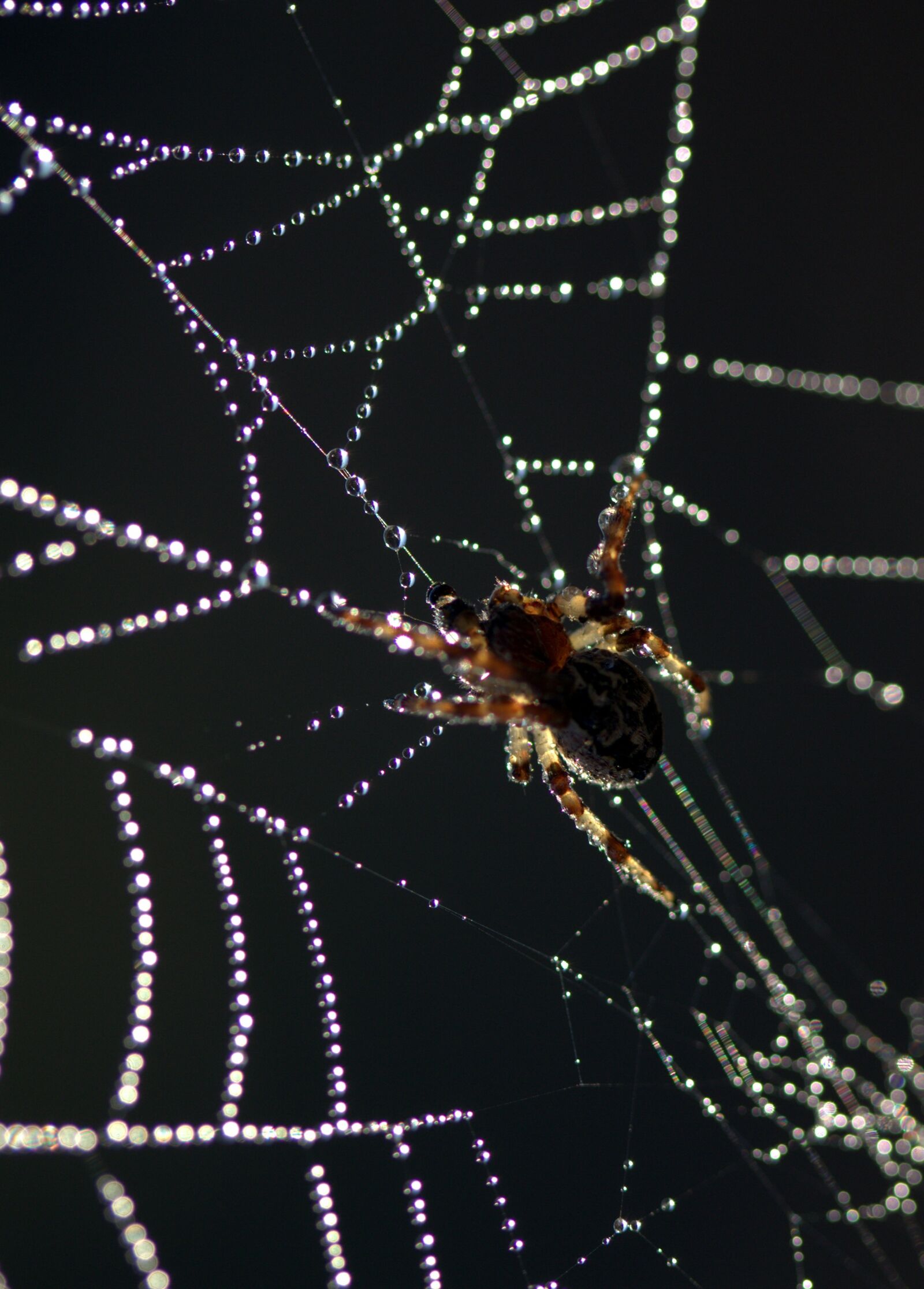 Canon EOS 700D (EOS Rebel T5i / EOS Kiss X7i) sample photo. Spider, spider web, drops photography