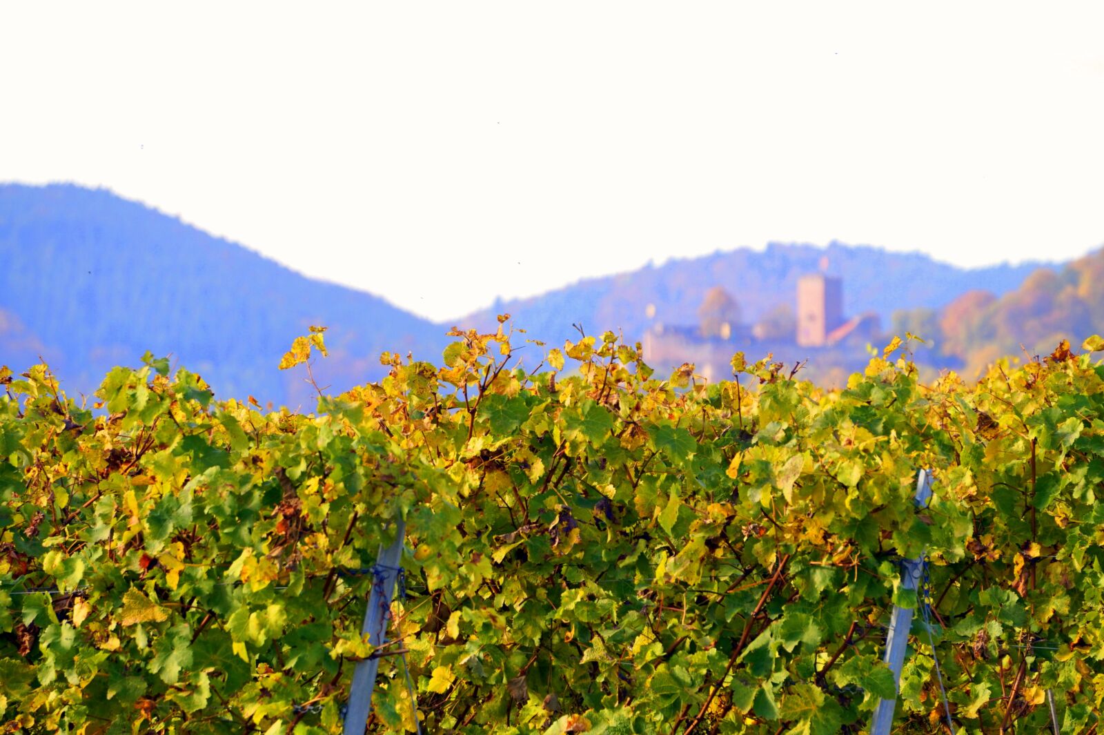 Sony Alpha a5000 (ILCE 5000) + Sony E 55-210mm F4.5-6.3 OSS sample photo. Autumn, vines, fall color photography