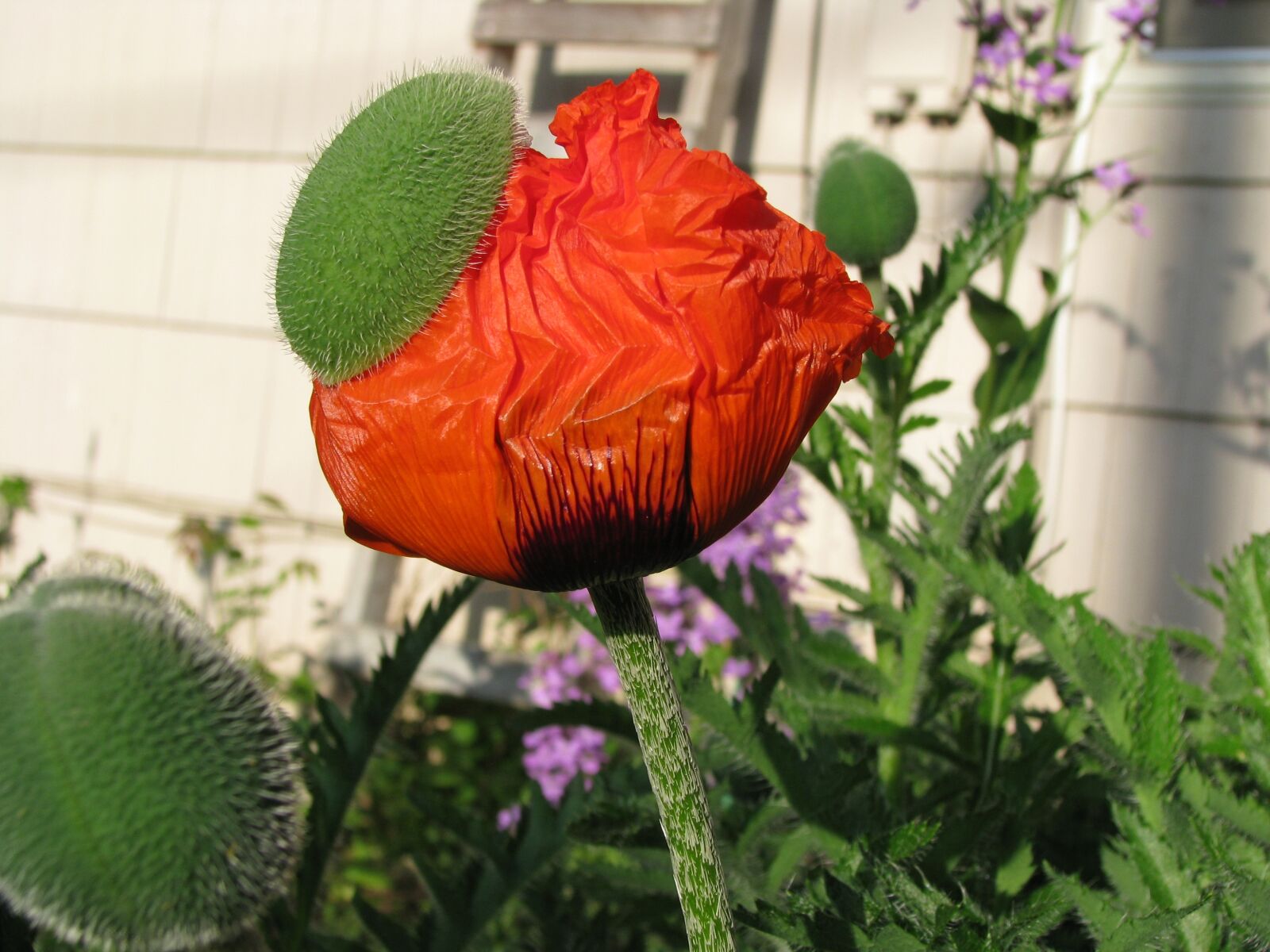 Canon POWERSHOT S5 IS sample photo. Poppy, blooming, flower photography