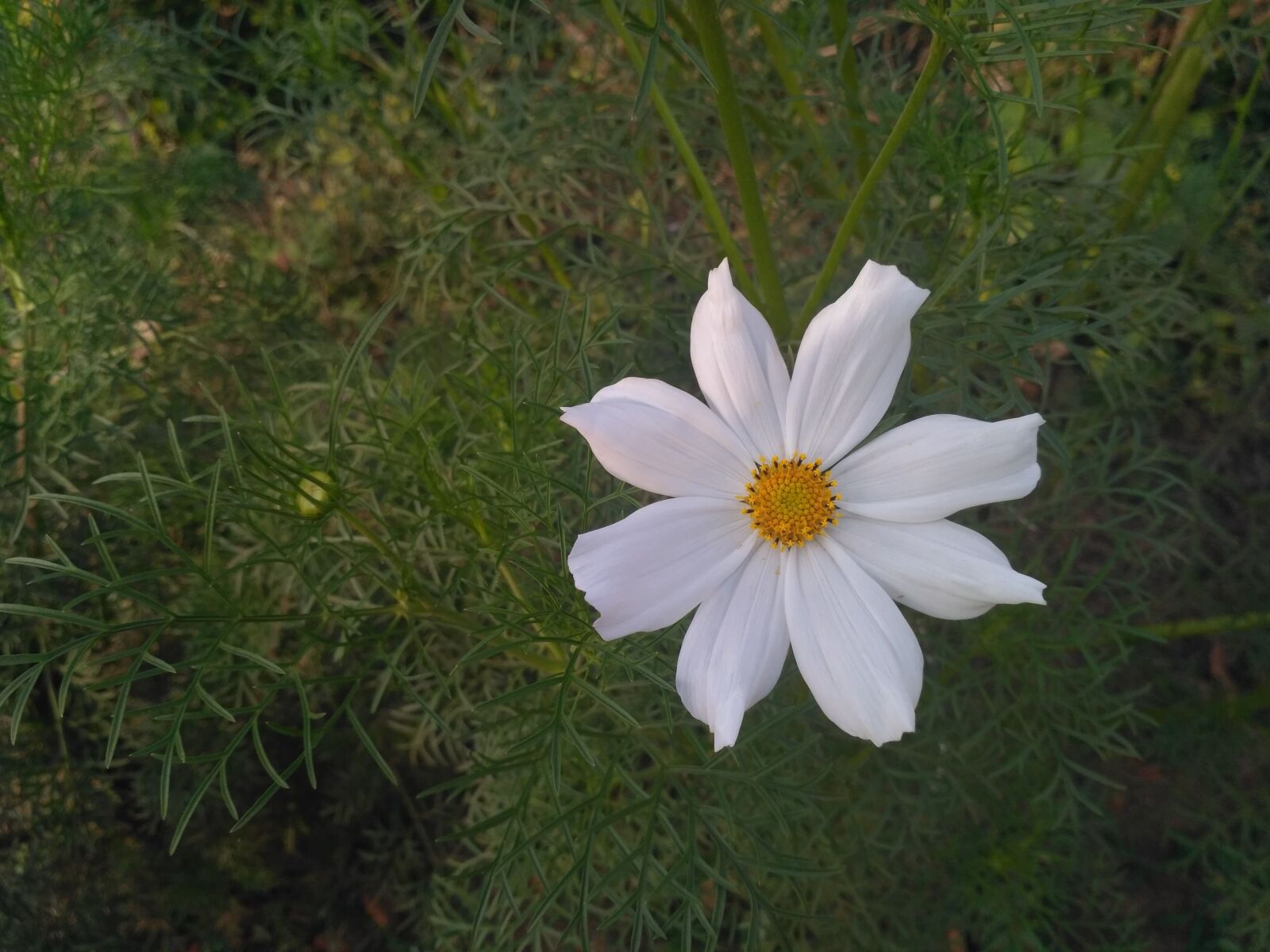 Xiaomi Redmi 3S sample photo. White, flower, garden photography
