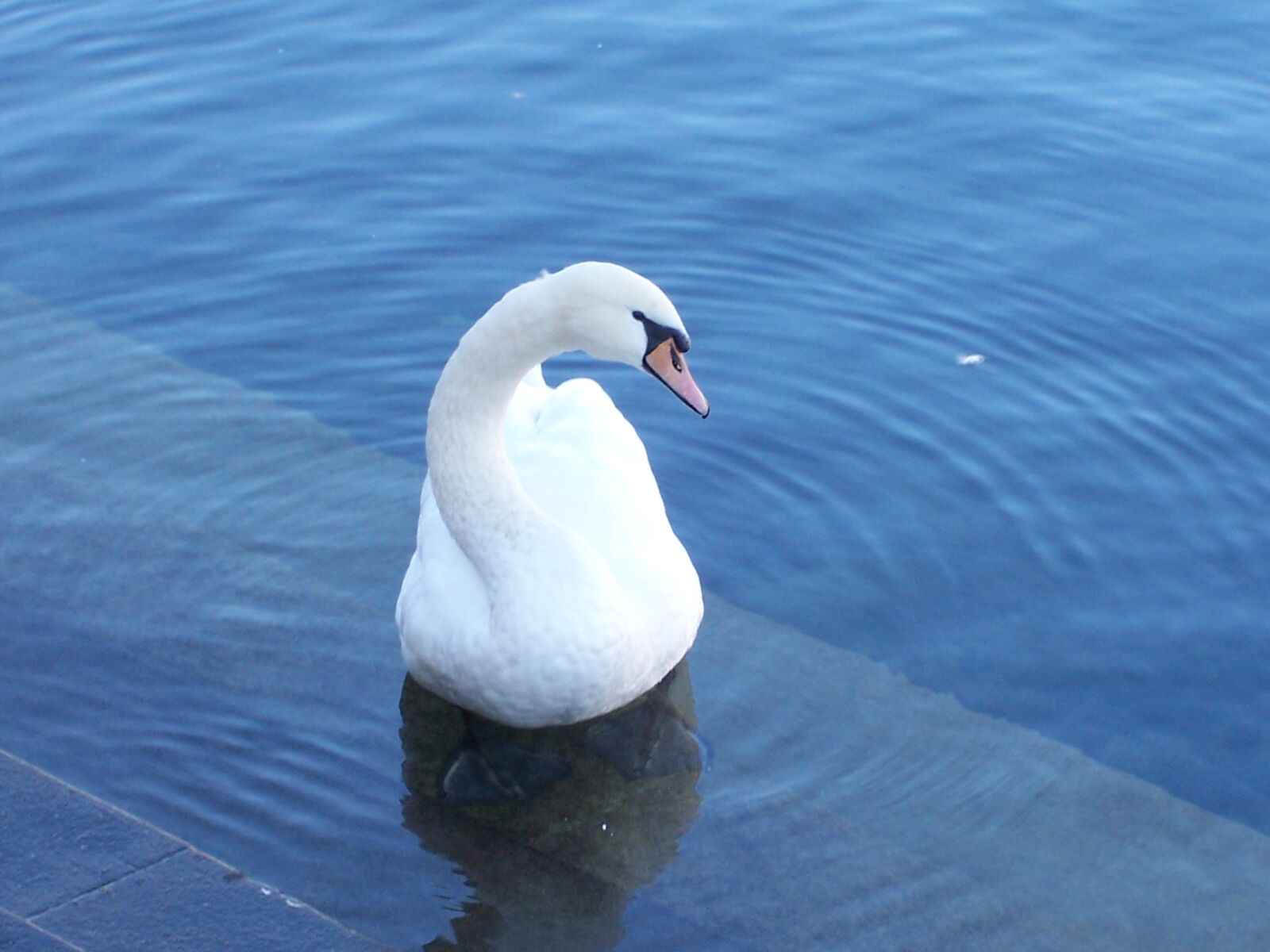 Kodak V550 ZOOM DIGITAL CAMERA sample photo. Swan, lucerne, lake photography